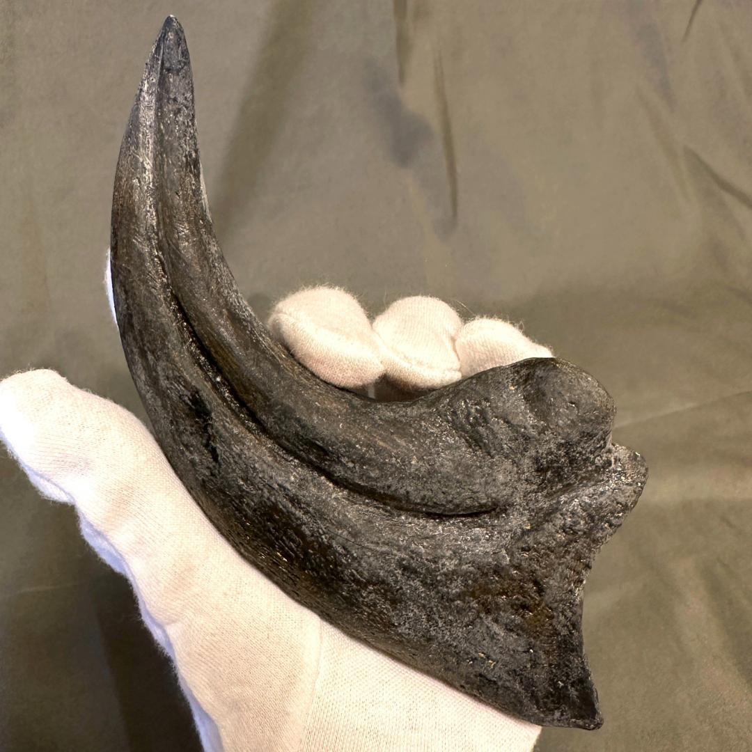 アロサウルス ハンドクロウ かぎ爪 化石標本 肉食恐竜 獣脚類 1498 アロサウルス ハンドクロウ かぎ爪 化石標本 肉食恐竜 獣脚類 1498