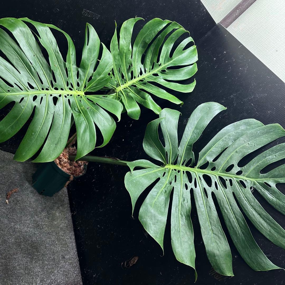 よ*君様 モンステラデリシオーサマクロコズム超希少系統鉢植え79㎝ モンステラ デリシオーサ マクロコズム | GREEN LUCK
