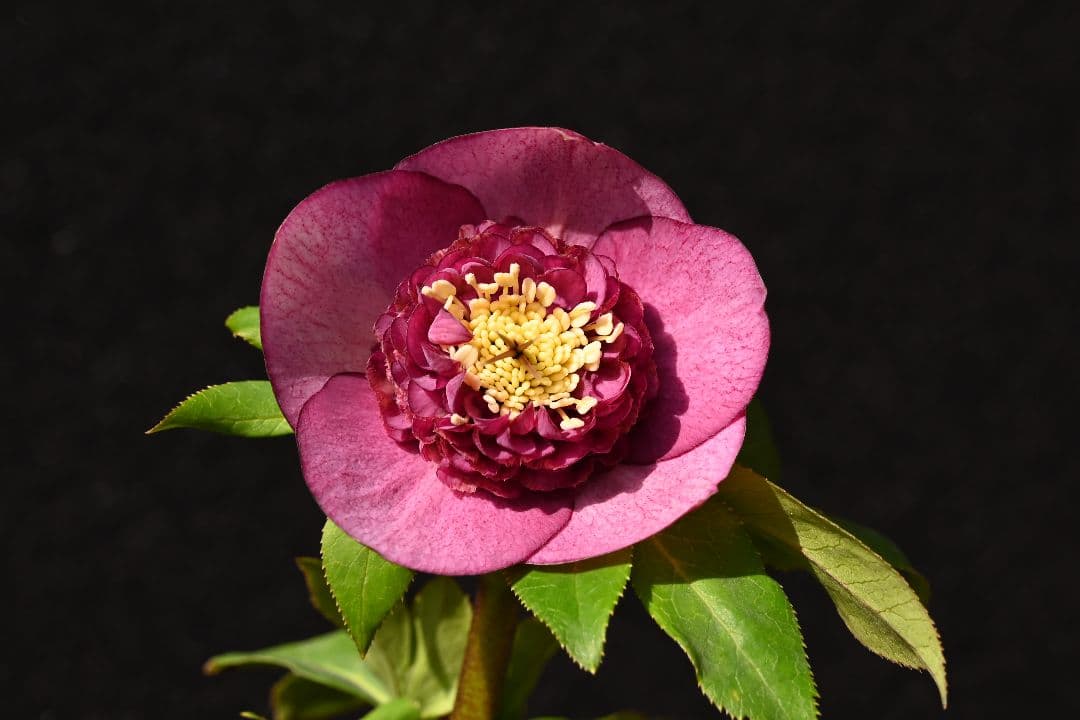 クリスマスローズ　認定レッドモーリー　加藤農園