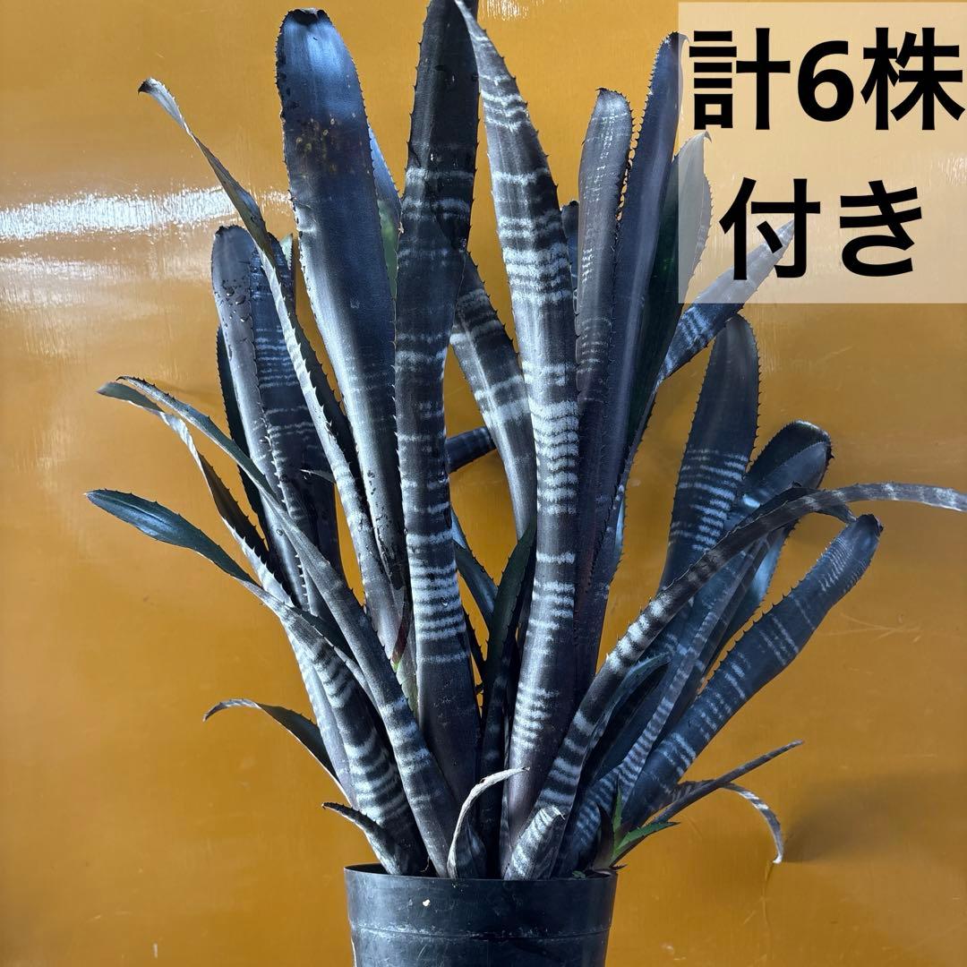 ビルベルギア　ダースベイダー　特大株