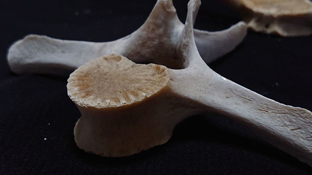 希少】イルカの骨セット_10 - メルカリ