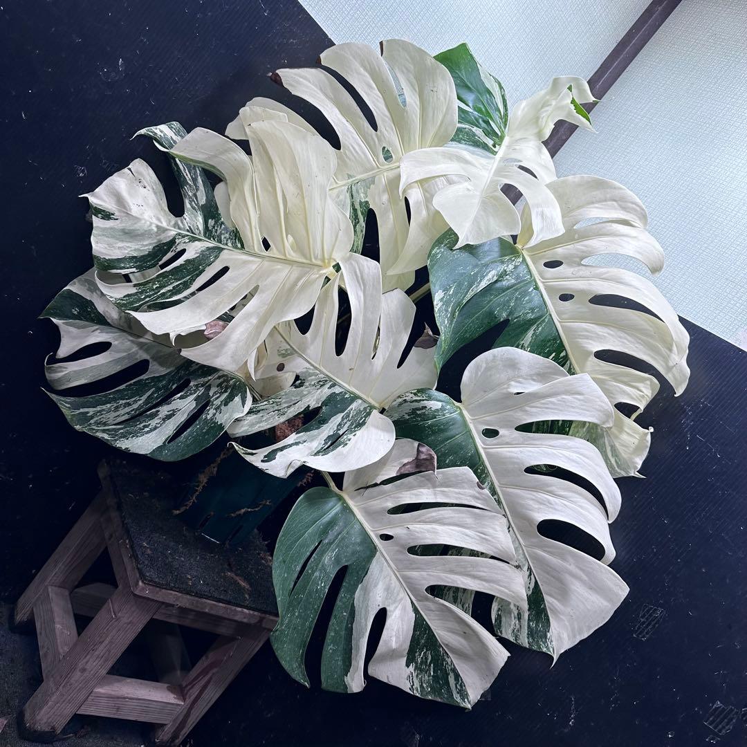 斑入りモンステラ ホワイトタイガー極美大株90cm白斑多レア