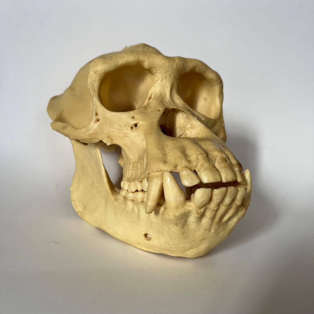 チンパンジー オス 骨格標本 レプリカ 頭蓋骨 サル スカル - メルカリ