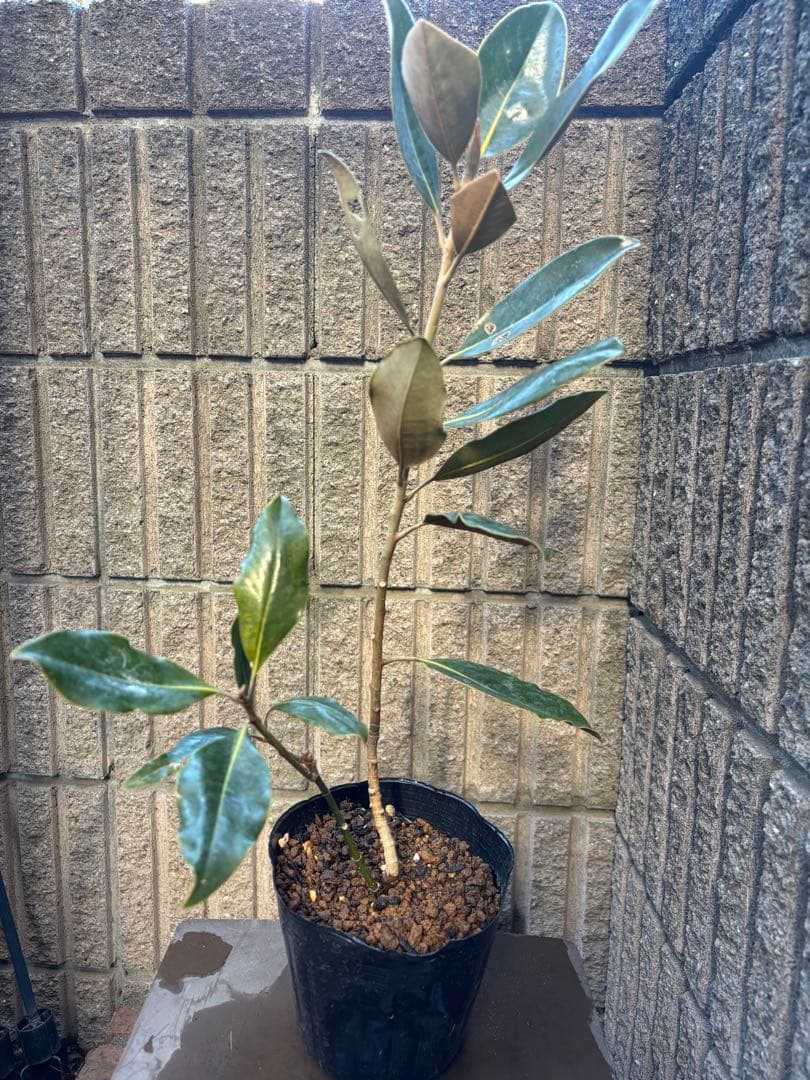 ☆*☆様 タイサンボク　リトルジェム　3.5号ポット苗