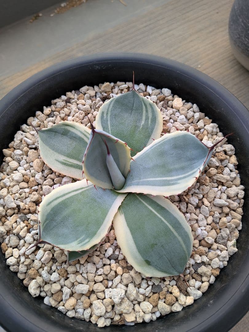 アガベ　パリー　トランカータ　オリザバ　裏斑入