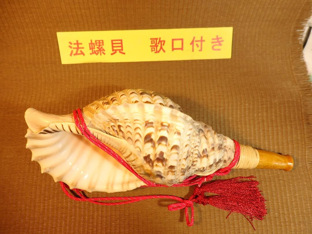 法螺貝 約39㎝ 木製歌口,赤紐付　新品　 MH-439