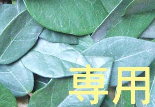 3日 （水）18:45迄 【toma】ドテラ Ccシール付 10ml 3点