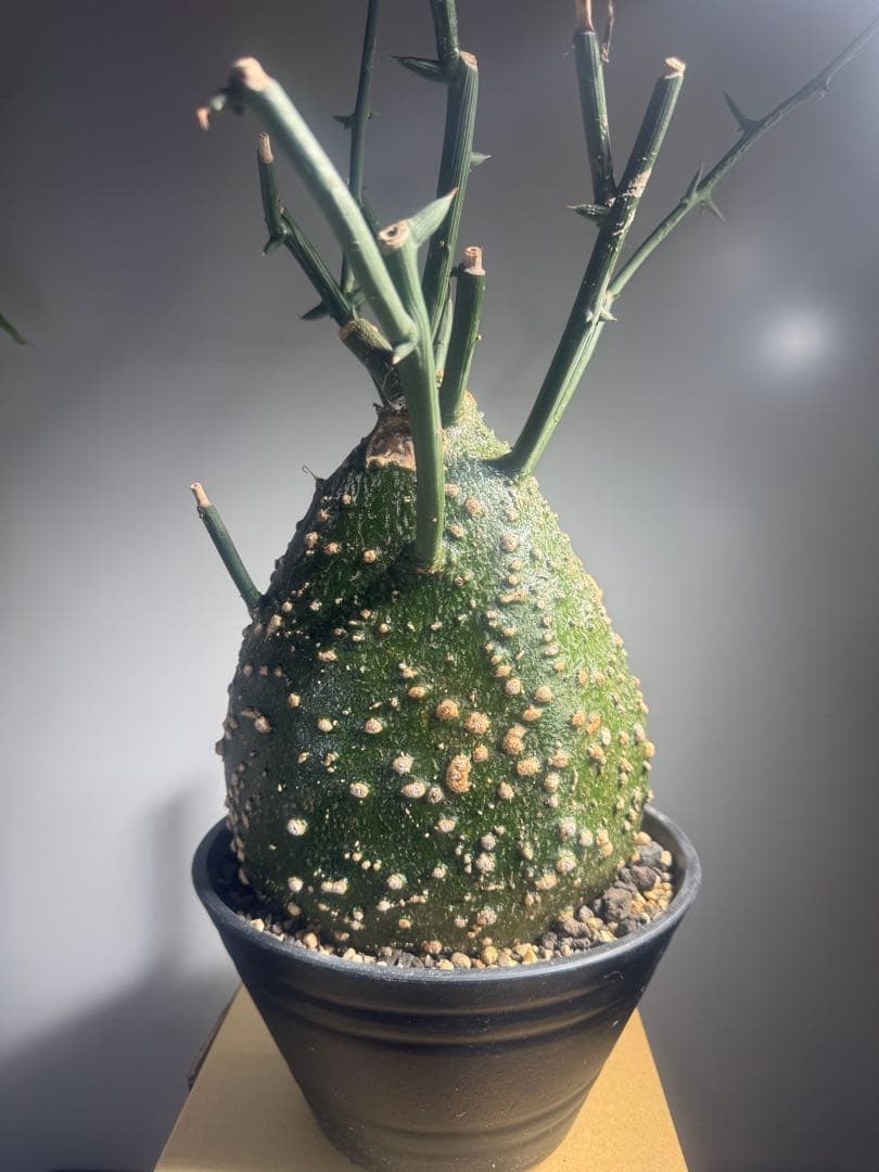 アデニア　グロボーサ　大株　美株　ムチムチ　塊根植物　コーデックス