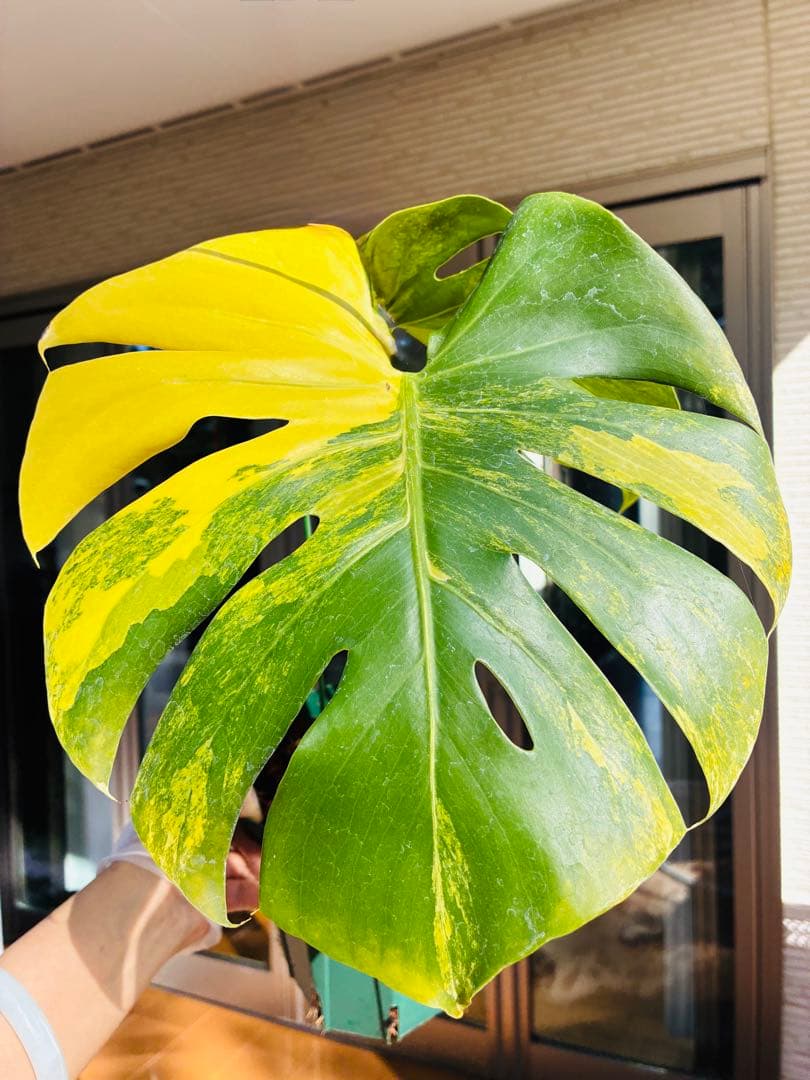黄斑入り モンステラモンステラ デリシオーサ イエローマリリン 大株