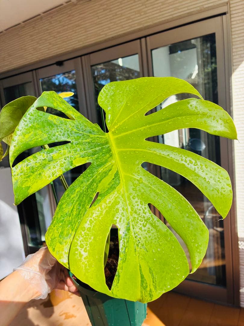 黄斑入り モンステラモンステラ デリシオーサ イエローマリリン 大株