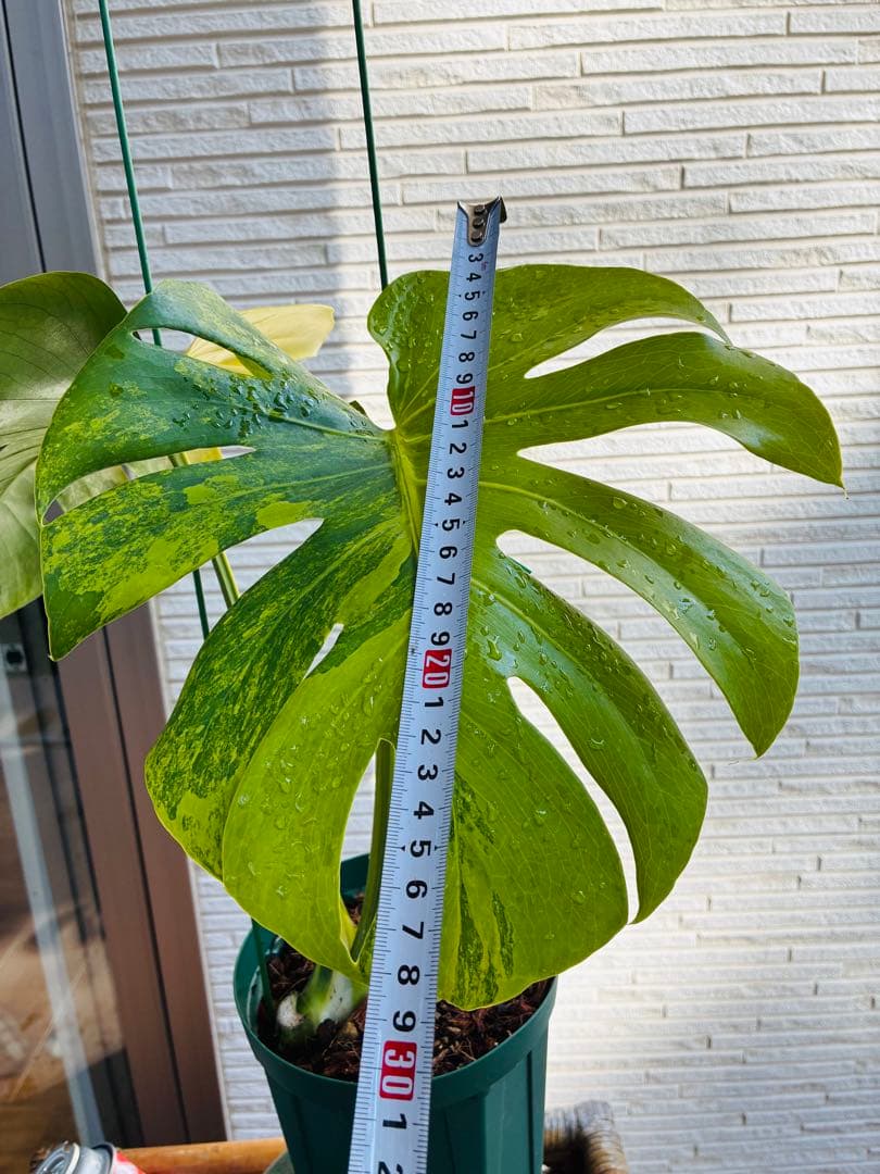 黄斑入り モンステラモンステラ デリシオーサ イエローマリリン 大株