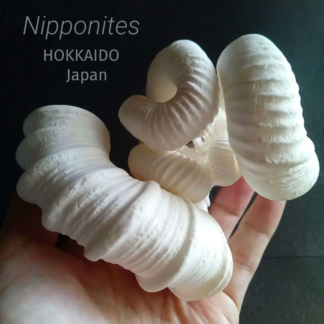 異常巻きアンモナイト　ニッポニテス　３Ｄモデル 異常巻きアンモナイト、ニッポニテス (ammonite Nipponites) - 3D