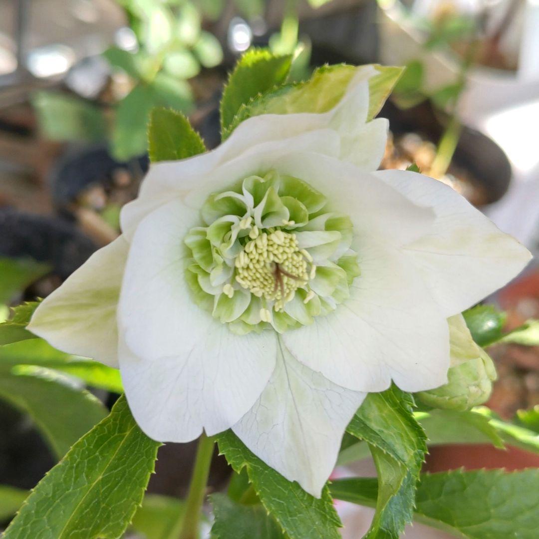 クリスマスローズ　開花株　シャルウィダンス　ホワイト　太めネクタリ