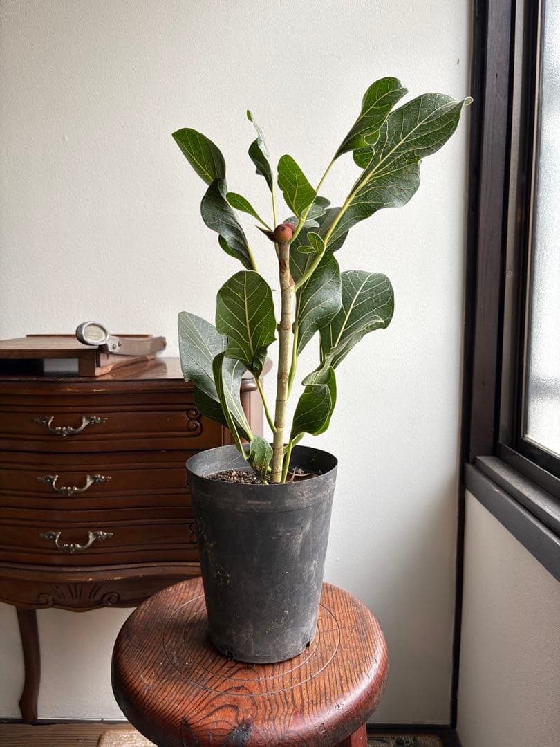 フィカス　クリシュナ　5号　② 園芸ネット本店｜フィカス：ベンガレンシス クリシュナ 3.5号ポット の