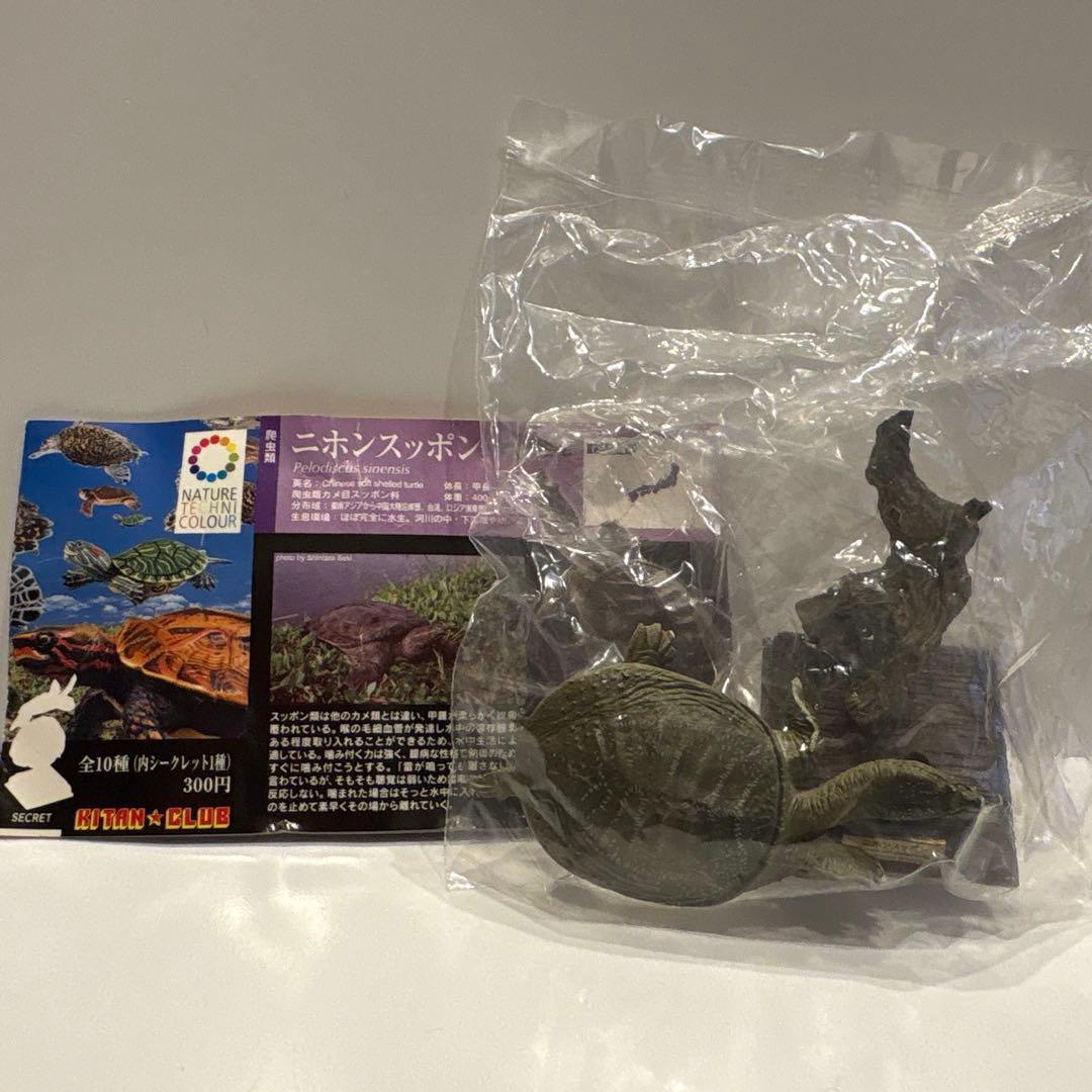 ネイチャーテクニカラー 日本のカメ ニホンスッポン - メルカリ