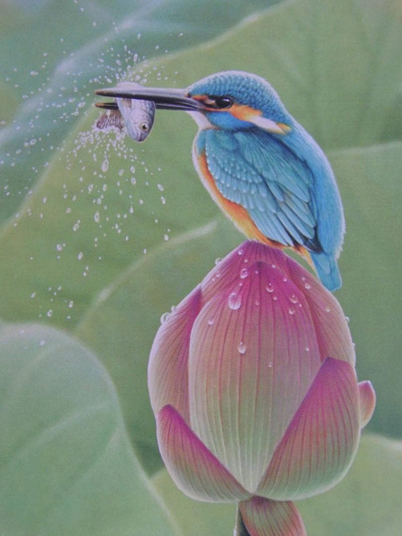 山地司、【蓮とカワセミ1】、希少な額装用画集より、厳選、新品額装