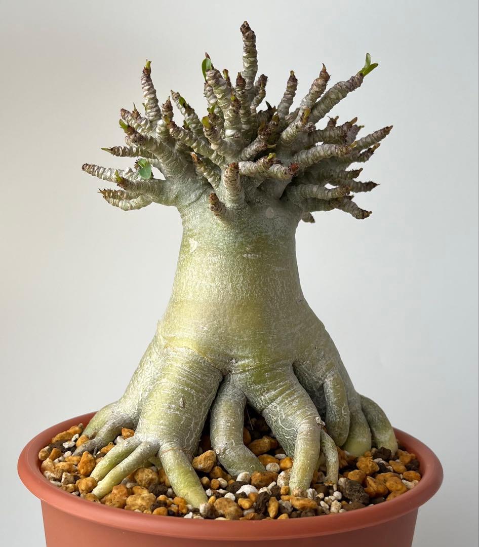 【極美タコ足/極太/塊根植物】アデニウム タイソコトラナム タコ足仕立て 鉢植え 6892f647393c25cd1d374d49abf6e3
