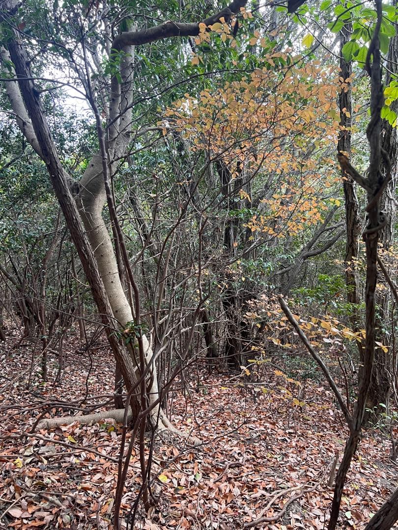 現品　ミツバツツジ　自然樹形　株立　2mほど　山採り 004