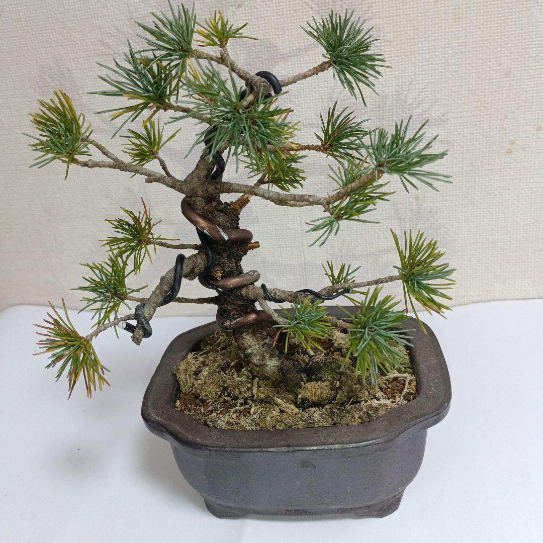 小品盆栽五葉松 - メルカリ