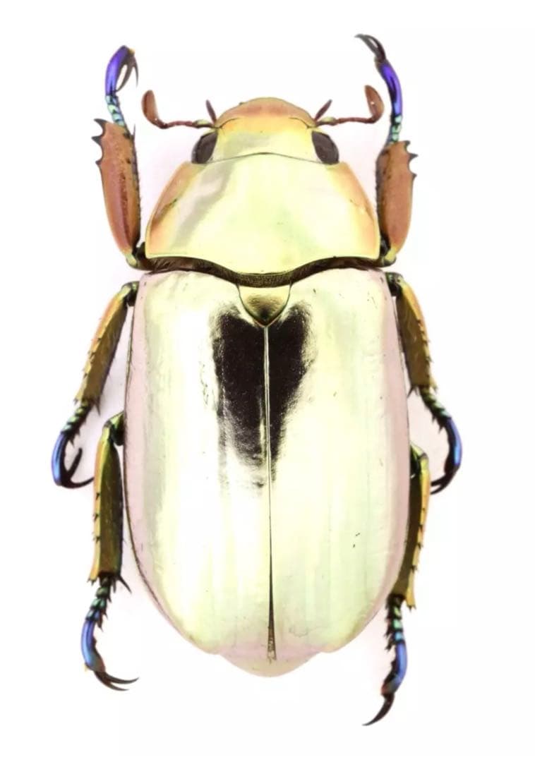 クルサルギレアプラチナコガネ！標本！163