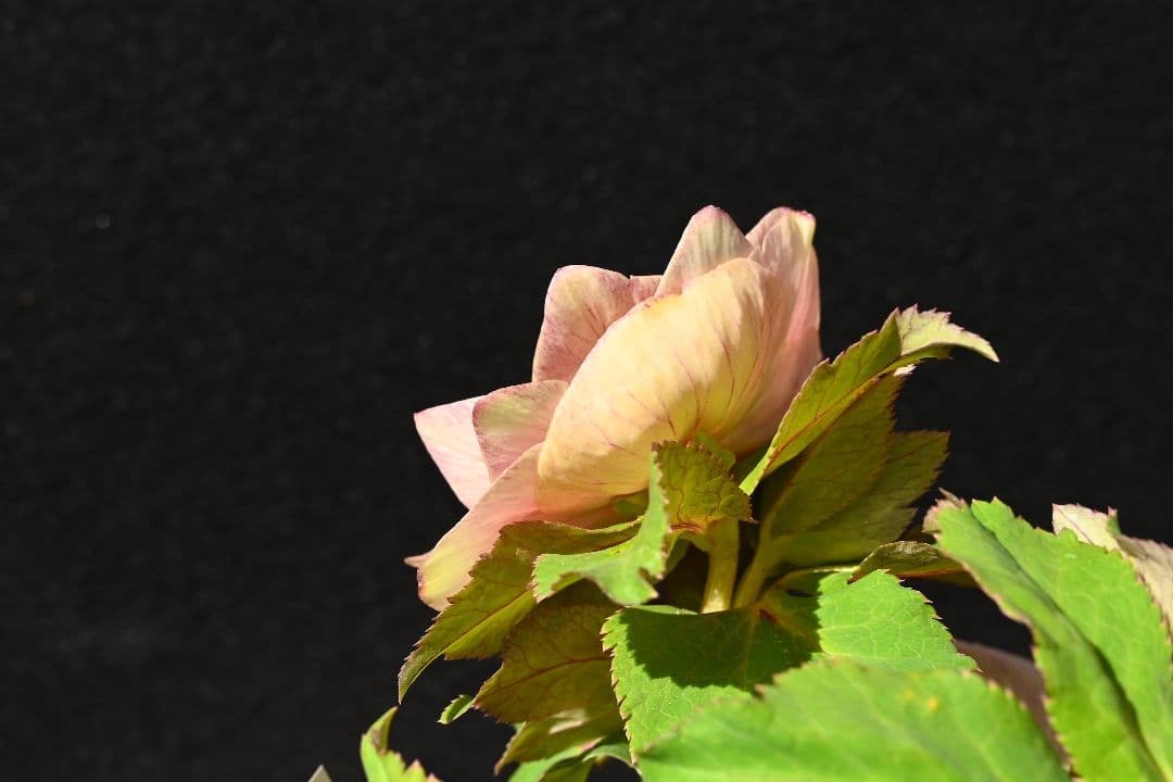 クリスマスローズ 認定プリマヴェーラゴールド つぼみいっぱい 加藤