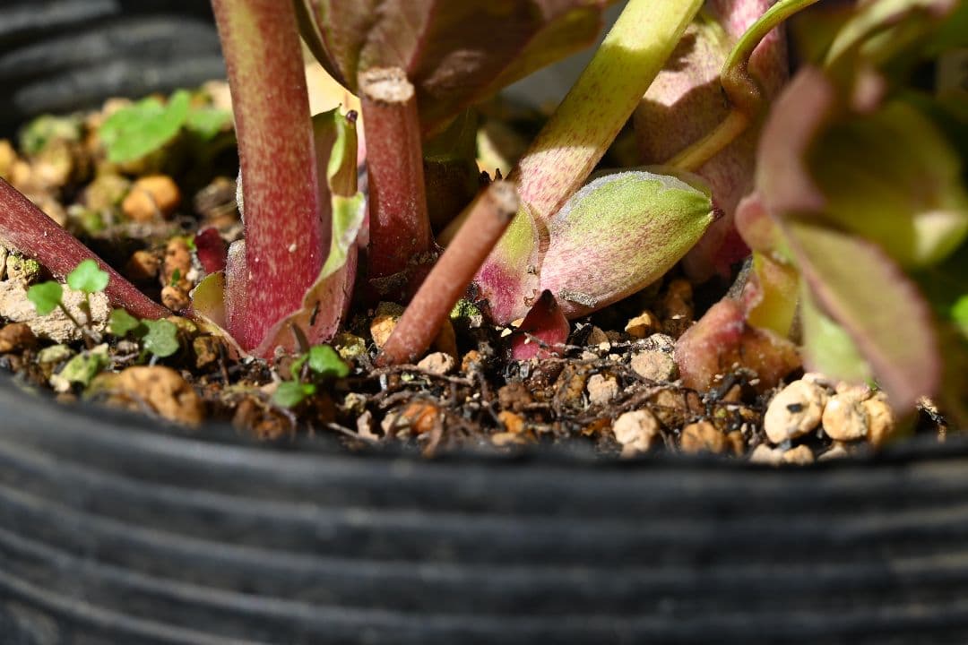 クリスマスローズ 認定プリマヴェーラゴールド つぼみいっぱい 加藤