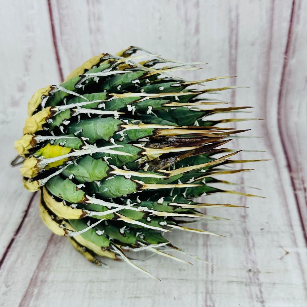 789 アガベ ユタエンシス エボリスピナ 丸型