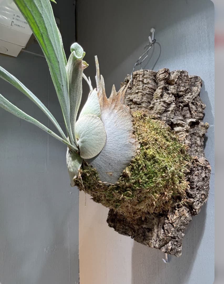 P.veitchii 'Auburn River 子株 - メルカリ