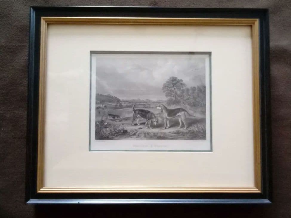 イギリス 銅版画 (エッチング技法) の額装品 猟犬