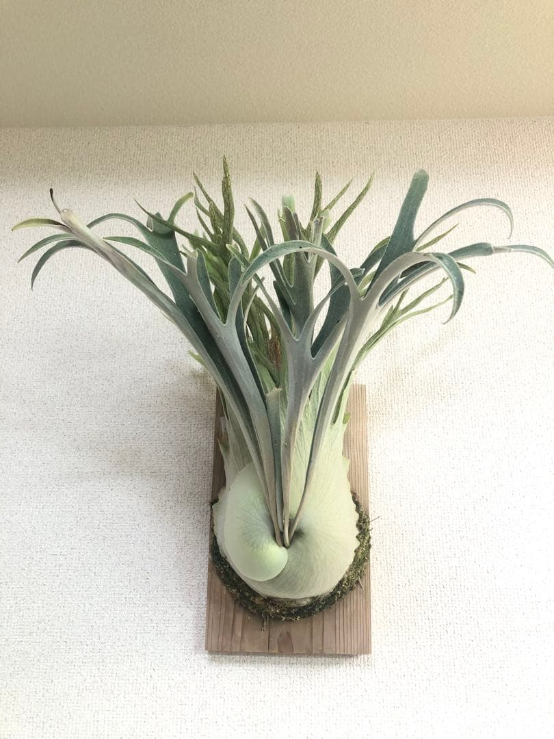 P. veitchii wild Australia ビカクシダ