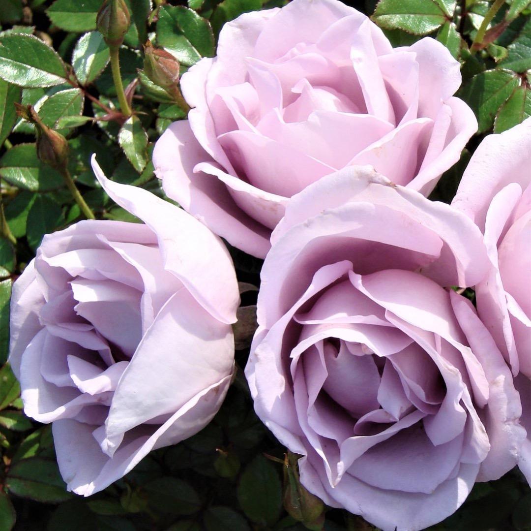 【バラ「超」大苗】　ブルームーン