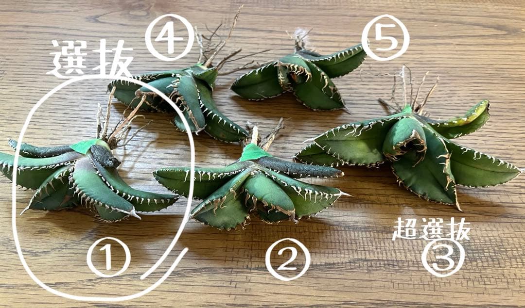 マ*ロ様 【オークション】①匿名配送 アガべ 悪魔 TC 上澳園芸 悪魔