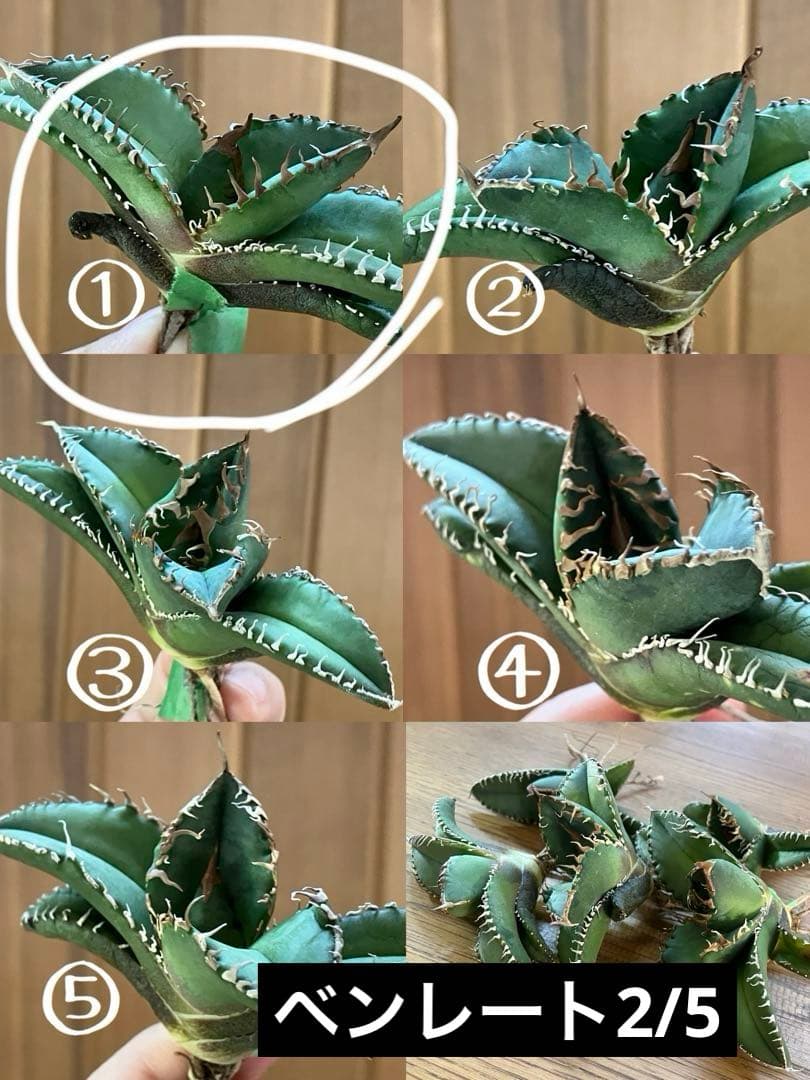 マ*ロ様 【オークション】①匿名配送 アガべ 悪魔 TC 上澳園芸 悪魔