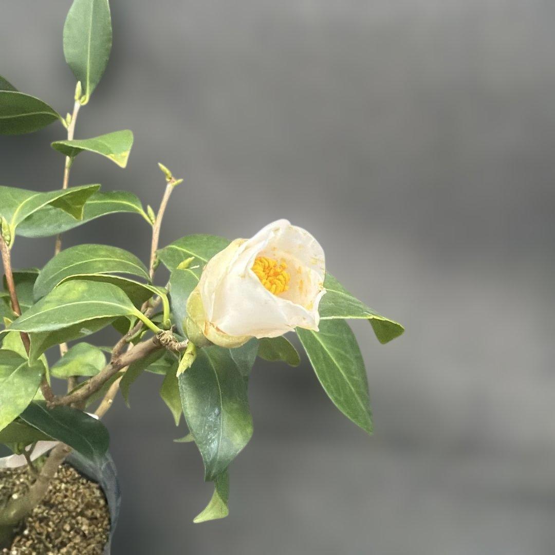 tetrapod様 リクエスト 2点 まとめ商品