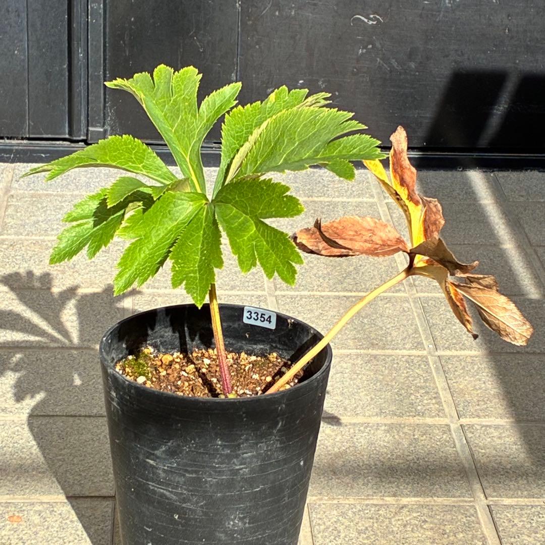 バ*カ様 ☘️限定1株☘️未株分け☘️3354⭐️小輪⭐️オーレア⭐️真紅⭐️ぼ