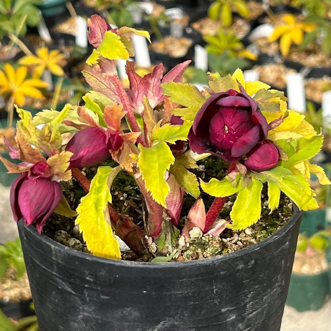 バ*カ様 ☘️限定1株☘️未株分け☘️3354⭐️小輪⭐️オーレア⭐️真紅⭐️ぼ