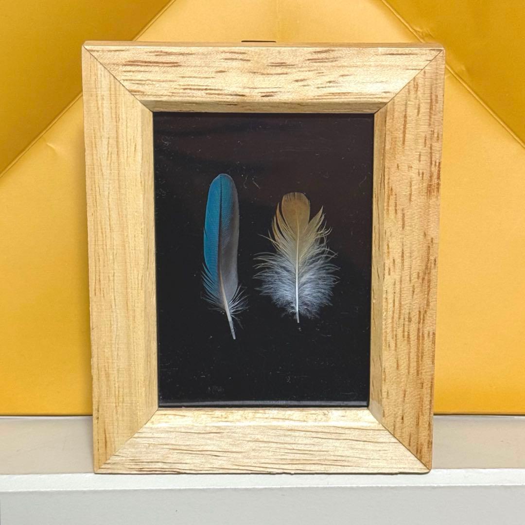 天然 カワセミの羽 野鳥 羽根 鳥の羽根 ミニ額縁入り 2枚セット - メルカリ