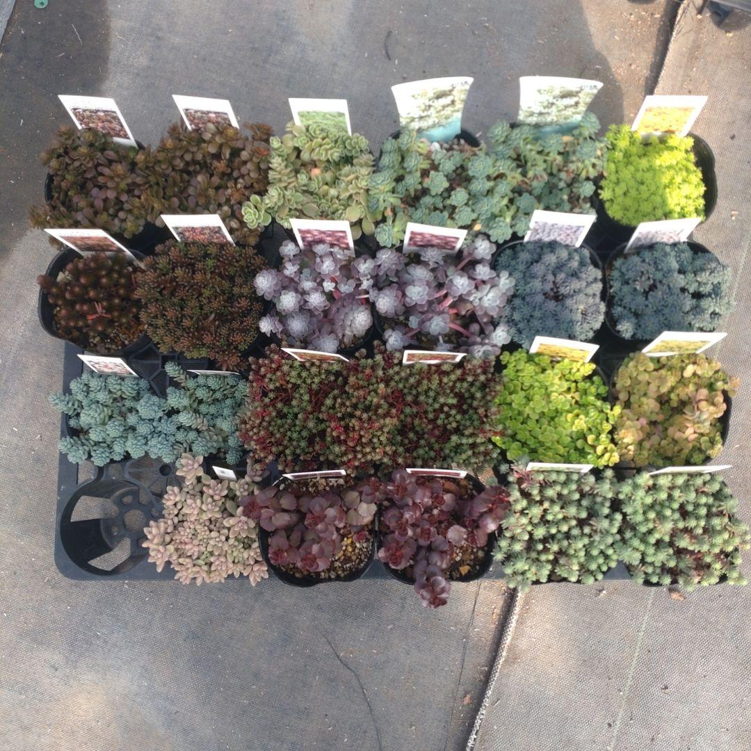 23日発送午前着 ももんちゃさん専用