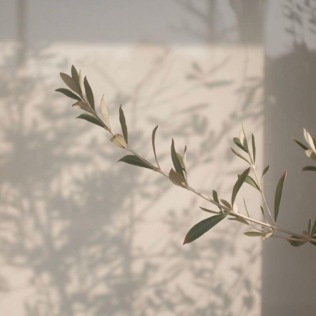 ビッグ⭐︎ページ FRAY I.D｜Dickies】ツータックワイドツイルパンツ(ロングパンツ