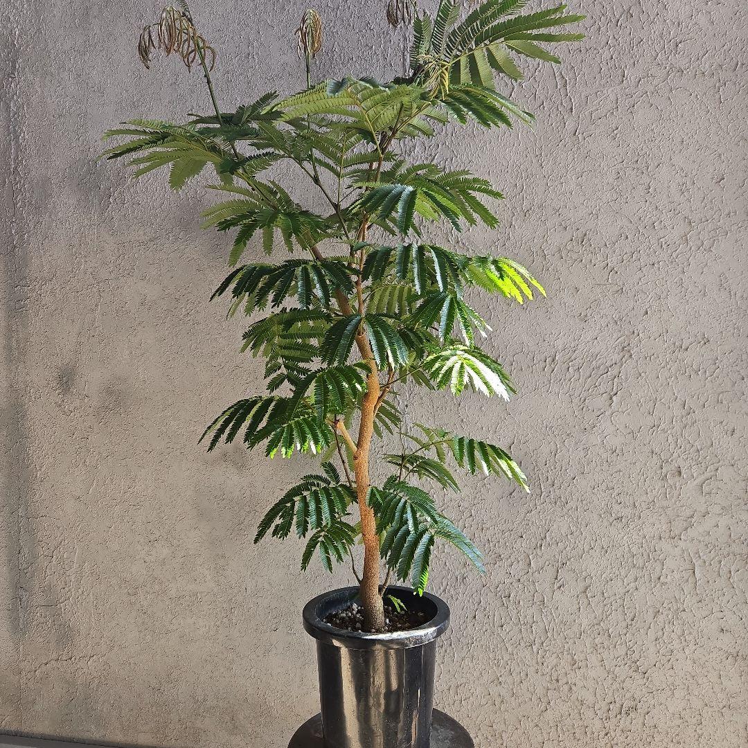 ④　エバーフレッシュ　8号特大苗木最高等級極上品　極太　‼️ 楽天市場】エバーフレッシュ （自然樹形） 8号 ホワイト セラアート鉢