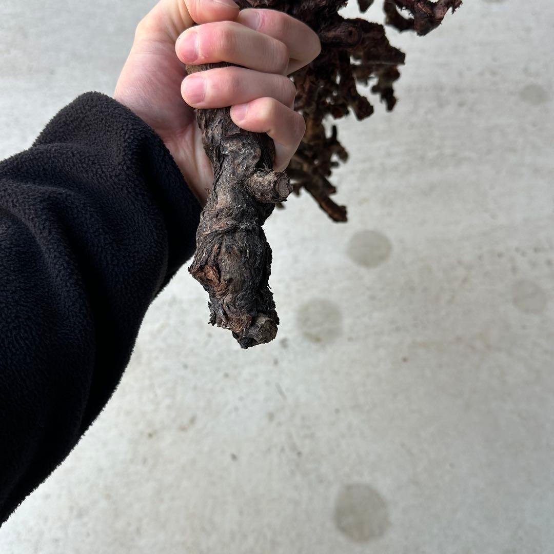 カ*】様 ペラゴニウム ミラビレ 未発根 到着新鮮株！！ - メルカリ