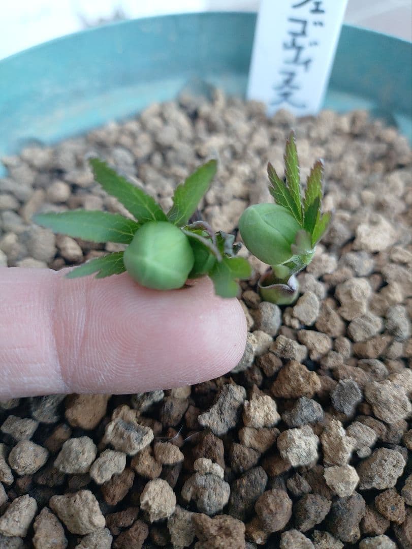 K*5様 原種クリスマスローズ　ムルチフィダス•ヘルツェゴヴィヌス　６号スリット K*5様 原種クリスマスローズ ムルチフィダス•ヘルツェゴヴィヌス 6号