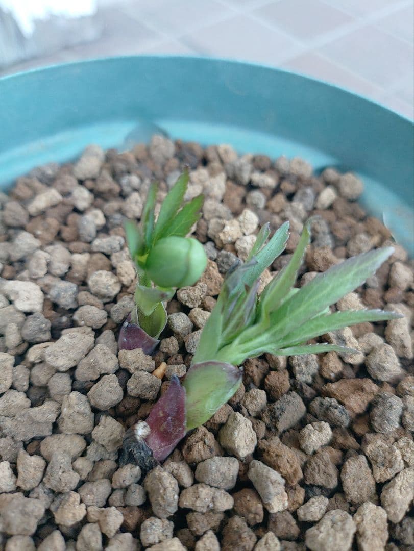 K*5様 原種クリスマスローズ ムルチフィダス•ヘルツェゴヴィヌス 6号