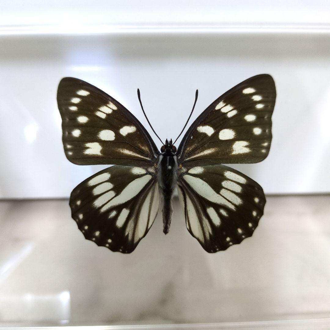 国産 蝶標本 - メルカリ