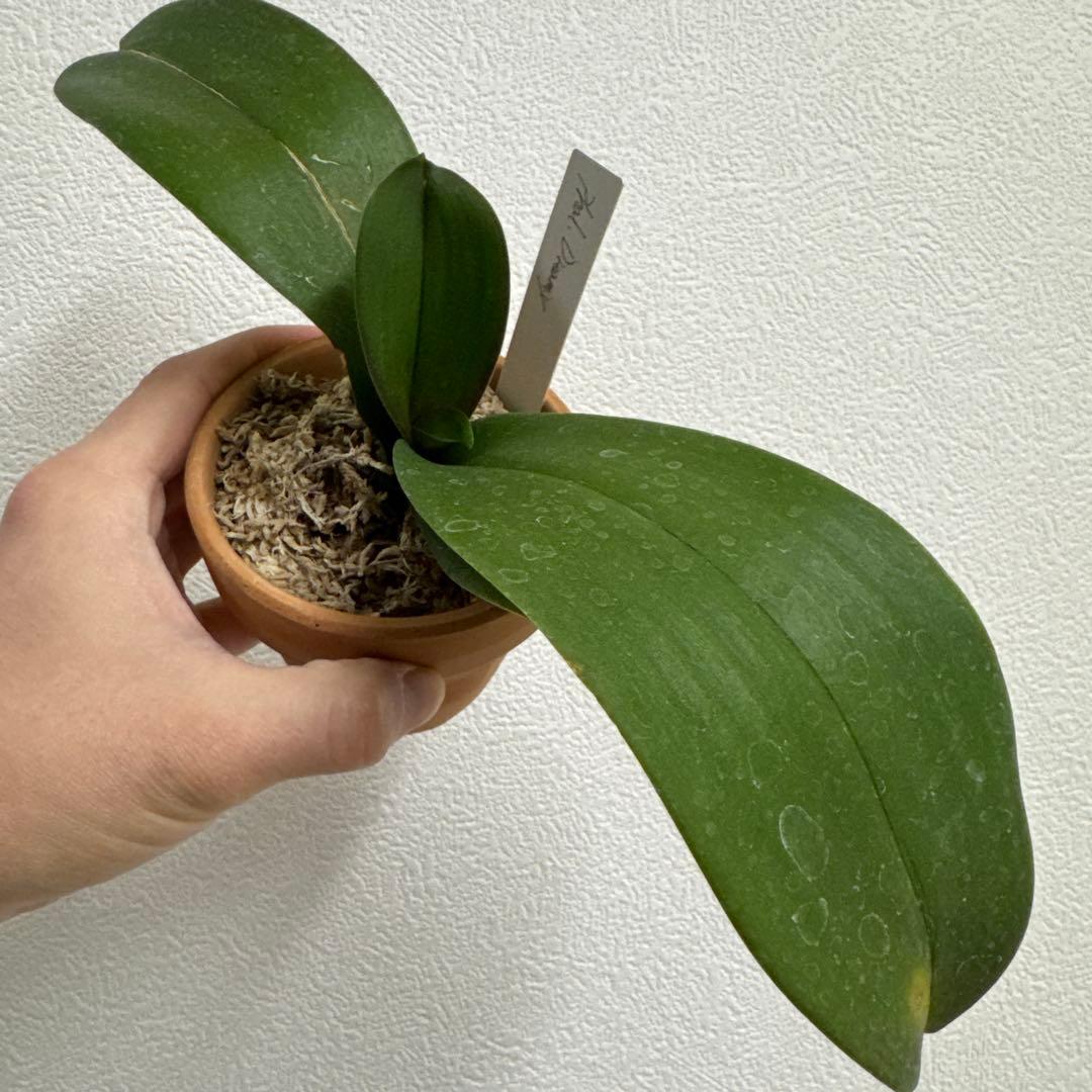 洋ラン 洋蘭 胡蝶蘭 交配種 コチョウランPhal.Dreamy ドリーミー