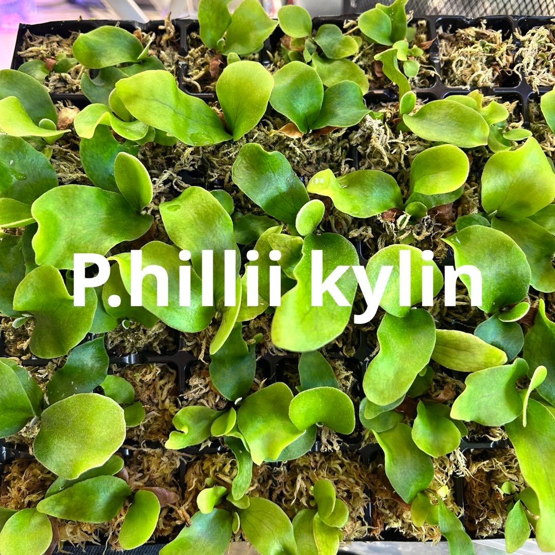 ビカクシダ ヒリー キリン（胞子培養） 10株 速達