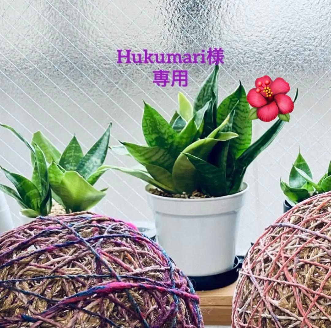 Hukumariラスト限定品❗️超レアパネルポメラニアン合格祈願お守り片面9