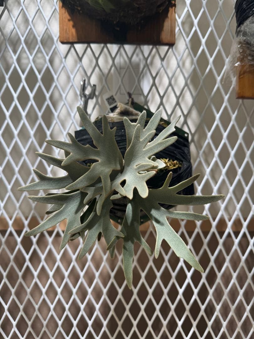 ビカクシダ　OMG スポア　親株