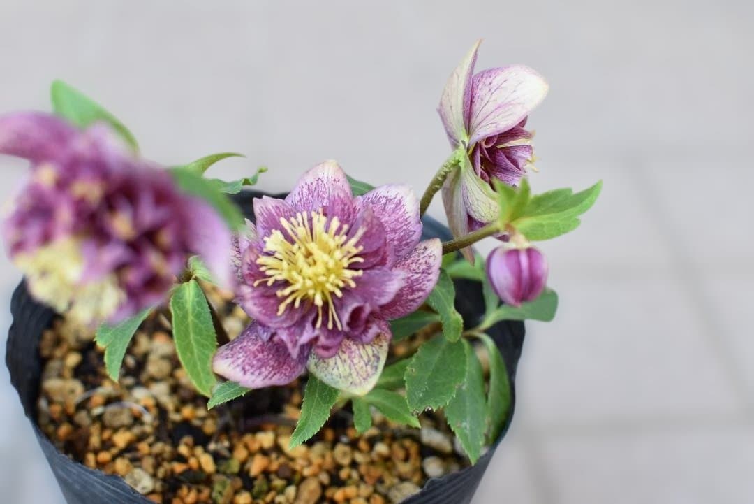 認定　アンティークモーリー　クリスマスローズ開花株 1F|クリスマスローズ追加(加藤農園 千重咲きモーリー!!) | オザキ