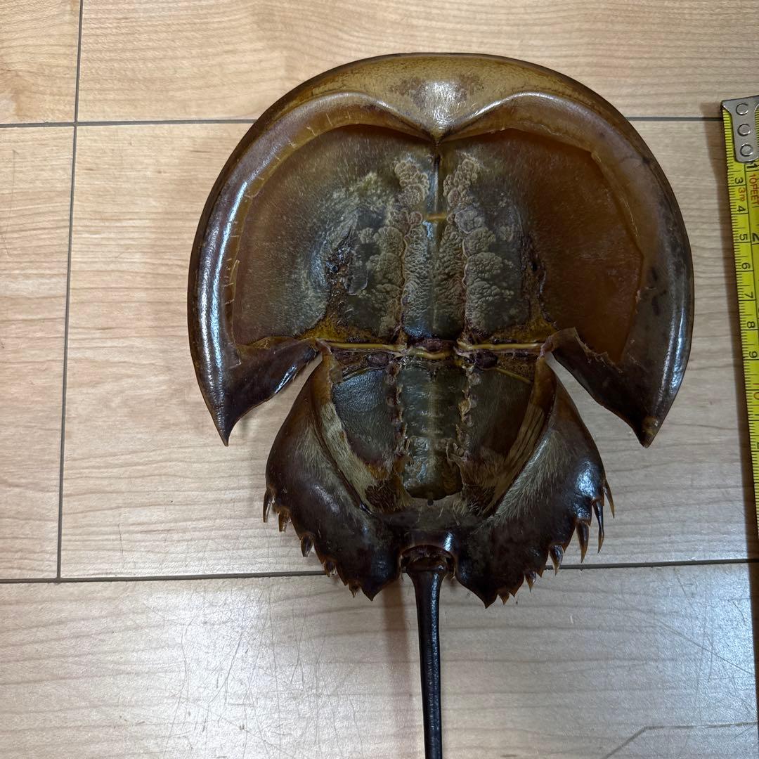 カブトガニ外骨格 保存標本 約33cm - メルカリ